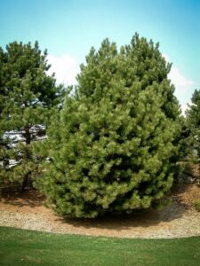 Сосна Чёрная (Pinus Nigra) купить по цене от 270.00р. в интернет-магазине «Посадика» с доставкой почтой в в Невинномысске и по всей России – [изображение №1].