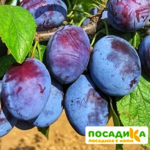 Слива Чачакская ранняя купить по цене от 229.00р. в интернет-магазине «Посадика» с доставкой почтой в в Невинномысске и по всей России – [изображение №1].