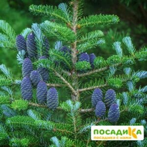 Пихта корейская (Abies koreana) купить по цене от 450.00р. в интернет-магазине «Посадика» с доставкой почтой в в Невинномысске и по всей России – [изображение №1].