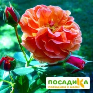 Роза Арабия купить по цене от 350.00р. в интернет-магазине «Посадика» с доставкой почтой в в Невинномысске и по всей России – [изображение №1].