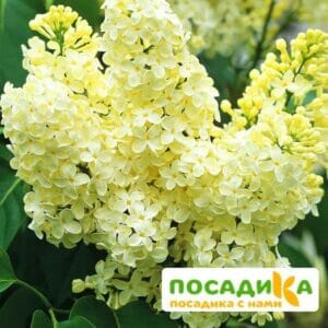 Сирень Примроуз (Primrose) купить по цене от 529.00р. в интернет-магазине «Посадика» с доставкой почтой в в Невинномысске и по всей России – [изображение №1].