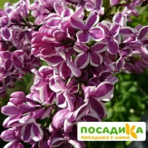 Сирень Сенсация купить по цене от 529.00р. в интернет-магазине «Посадика» с доставкой почтой в в Невинномысске и по всей России – [изображение №1].