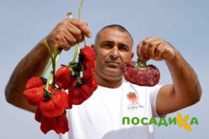 Клубника Гигант Джорнея купить по цене от 266р. в интернет-магазине «Посадика» с доставкой почтой в в Невинномысске и по всей России – [изображение №1].