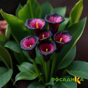 Калла Аура Лейс купить по цене от 400р. в интернет-магазине «Посадика» с доставкой почтой в в Невинномысске и по всей России – [изображение №1].