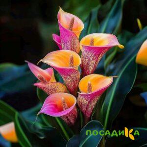 Калла Оникс купить по цене от 450р. в интернет-магазине «Посадика» с доставкой почтой в в Невинномысске и по всей России – [изображение №1].