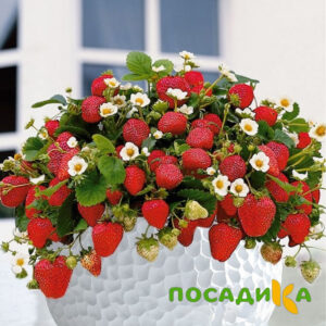 Клубника Рубиновый Шепот (горшечная) купить по цене от 240р. в интернет-магазине «Посадика» с доставкой почтой в в Невинномысске и по всей России – [изображение №1].