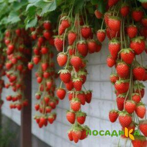Клубника вьющаяся Комплимент купить по цене от 470р. в интернет-магазине «Посадика» с доставкой почтой в в Невинномысске и по всей России – [изображение №1].
