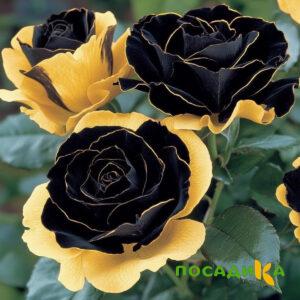 Роза Ханни Сикл купить по цене от 700р. в интернет-магазине «Посадика» с доставкой почтой в в Невинномысске и по всей России – [изображение №1].