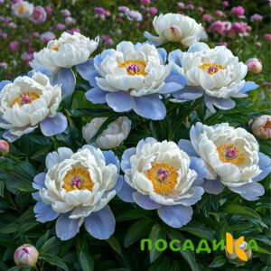Пион акварельный Этюд купить по цене от 806р. в интернет-магазине «Посадика» с доставкой почтой в в Невинномысске и по всей России – [изображение №1].