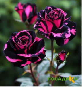 Роза Багровый Шепот купить по цене от 366р. в интернет-магазине «Посадика» с доставкой почтой в в Невинномысске и по всей России – [изображение №1].