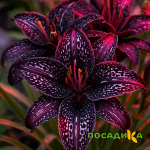Лилейник Вояж купить по цене от 699р. в интернет-магазине «Посадика» с доставкой почтой в в Невинномысске и по всей России – [изображение №1].
