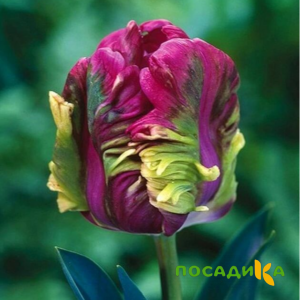 Тюльпан Экзотик Хэвен купить по цене от 186р. в интернет-магазине «Посадика» с доставкой почтой в в Невинномысске и по всей России – [изображение №1].