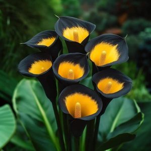 Калла Легато купить по цене от 620р. в интернет-магазине «Посадика» с доставкой почтой в в Невинномысске и по всей России – [изображение №1].