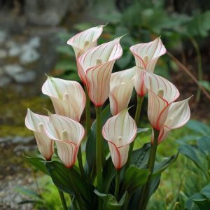 Калла Глейшер купить по цене от 299р. в интернет-магазине «Посадика» с доставкой почтой в в Невинномысске и по всей России – [изображение №1].