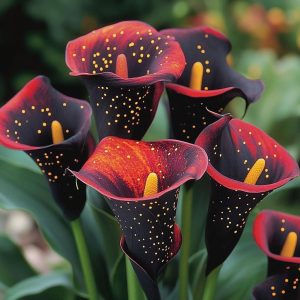 Калла Нуар купить по цене от 299р. в интернет-магазине «Посадика» с доставкой почтой в в Невинномысске и по всей России – [изображение №1].