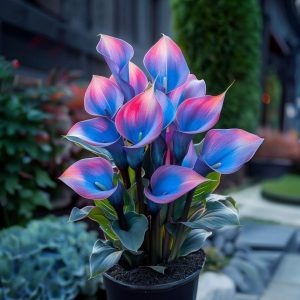 Калла Импрессия купить по цене от 590р. в интернет-магазине «Посадика» с доставкой почтой в в Невинномысске и по всей России – [изображение №1].