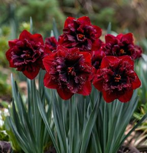 Нарцисс Сапфировый Бриз купить по цене от 3000р. в интернет-магазине «Посадика» с доставкой почтой в в Невинномысске и по всей России – [изображение №1].