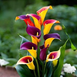 Калла Кристалл купить по цене от 450р. в интернет-магазине «Посадика» с доставкой почтой в в Невинномысске и по всей России – [изображение №1].