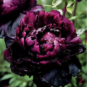 Пион Темный Сад купить по цене от 421р. в интернет-магазине «Посадика» с доставкой почтой в в Невинномысске и по всей России – [изображение №1].