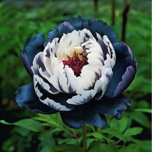 Пион Древовидный Инь-Янь купить по цене от 419р. в интернет-магазине «Посадика» с доставкой почтой в в Невинномысске и по всей России – [изображение №1].