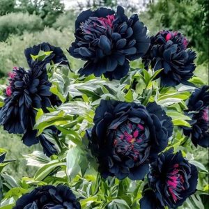 Пион древовидный Сердце Афродиты купить по цене от 600р. в интернет-магазине «Посадика» с доставкой почтой в в Невинномысске и по всей России – [изображение №1].