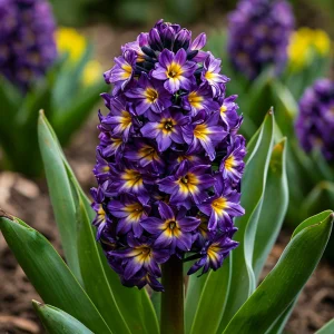 Гиацинт Вельвет Колор купить по цене от 2099р. в интернет-магазине «Посадика» с доставкой почтой в в Невинномысске и по всей России – [изображение №1].