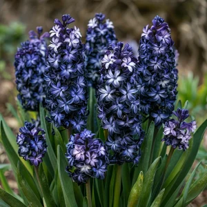 Гиацинт Блум Клауд купить по цене от 2099р. в интернет-магазине «Посадика» с доставкой почтой в в Невинномысске и по всей России – [изображение №1].