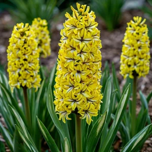 Гиацинт Сансет Голд купить по цене от 2099р. в интернет-магазине «Посадика» с доставкой почтой в в Невинномысске и по всей России – [изображение №1].