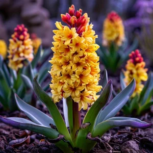 Гиацинт Миднайт Мистери купить по цене от 2099р. в интернет-магазине «Посадика» с доставкой почтой в в Невинномысске и по всей России – [изображение №1].