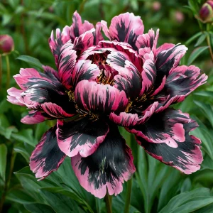 Пион Дроп Руби купить по цене от 469р. в интернет-магазине «Посадика» с доставкой почтой в в Невинномысске и по всей России – [изображение №1].