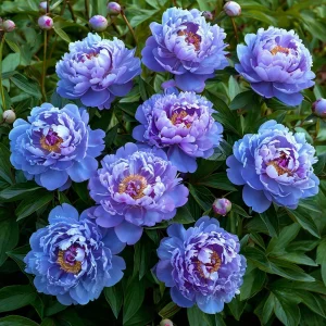 Пион Голубой лотос купить по цене от 590р. в интернет-магазине «Посадика» с доставкой почтой в в Невинномысске и по всей России – [изображение №1].