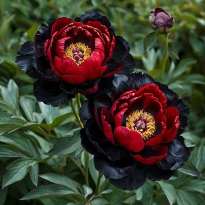Пион Эбеновый Рубин купить по цене от 419р. в интернет-магазине «Посадика» с доставкой почтой в в Невинномысске и по всей России – [изображение №1].