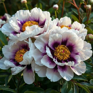 Пион Эко Саммер купить по цене от 548р. в интернет-магазине «Посадика» с доставкой почтой в в Невинномысске и по всей России – [изображение №1].