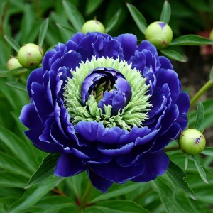 Пион Дримвивер купить по цене от 417р. в интернет-магазине «Посадика» с доставкой почтой в в Невинномысске и по всей России – [изображение №1].