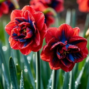 Нарцисс Эрличе купить по цене от 386р. в интернет-магазине «Посадика» с доставкой почтой в в Невинномысске и по всей России – [изображение №1].