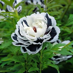 Пион Монохромный Шик купить по цене от 429р. в интернет-магазине «Посадика» с доставкой почтой в в Невинномысске и по всей России – [изображение №1].