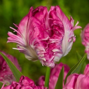 Тюльпан махровый Кул Кристал купить по цене от 400р. в интернет-магазине «Посадика» с доставкой почтой в в Невинномысске и по всей России – [изображение №1].